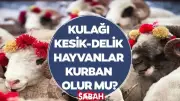Kulağı Kesik veya Delinmiş Hayvanlar Kurban Olur mu? Diyanet Açıkladı