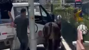 Kurban Bayramı'nda kaçan boğa anesteziyle sakinleştirilip sahibine teslim edildi