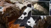 Kurban Derisi Milli Servet: Uzmanından Muhafaza Uyarısı