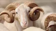 Kurban eti dağıtımı: Kimlere verilir, kimlere verilmez?