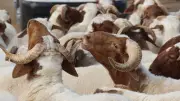 Kurban Eti Nasıl Saklanır? İlk Gün ve Derin Dondurucuda Saklama Yöntemleri