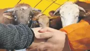 Kurban Harcamaları 192 Milyarı Bulacak