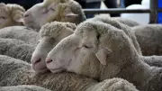 Kurban ne zaman kesilir? Diyanet ile kesim vakti başlangıcı ve bitişi