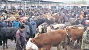 Kurban Pazarlarında Hareketlilik Zirvede: Fiyatlar 400 Bin Liraya Dayandı