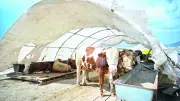 Kurbanlık Hayvan Seçiminde Uzman Uyarıları: TÜRKVET Sorgulama Şart