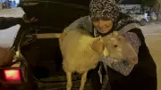 Kurbanlık Olmaktan Son Anda Kurtulan 'Çorap' Sahibine Kavuştu