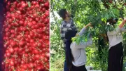 İmamoğlu'nda İspanya'dan gelen kiraz fidanları 10 ton rekolte hedefliyor
