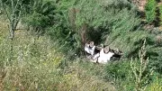 Manisa'da Feci Kaza: Uçuruma Düşen Araç Sürücüsü Hayatını Kaybetti