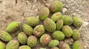 Mersin Mut'ta dolu yağışı kayısı ve zeytin bahçelerine zarar verdi