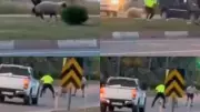 Mersin'de kurbanlık koyun D-400'de polis ve vatandaşlarca yakalandı