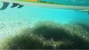 Muğla'da deniz çayırları tespit edilip korunacak