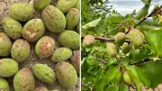 Mut'ta dolu yağışı kayısı ve zeytin ağaçlarına zarar verdi
