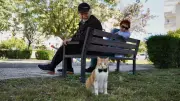 Papyonlu Kedi Foça, Emekli Çiftin Hayatını Değiştirdi