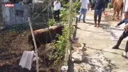Rize'de Kurbanlık Boğa Sahiplerine Zor Anlar Yaşattı