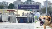 İrlandalı Turist Köpek Saldırısı Davasını Kazandı: 256 Bin Lira Tazminat