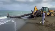 Samandağ'da deniz kıyısına 15 metrelik ağaç vurdu