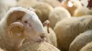 Satın Alınan Kurbanlığın Ölmesi Durumunda Ne Yapılmalı? Diyanet Açıkladı
