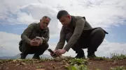 Siirt'te endemik sümbüller çiçek açtı, koparmanın cezası 699 bin TL