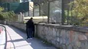 İstanbul Maltepe'de ağaçlık alanda erkek cesedi bulundu