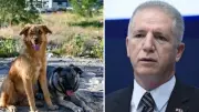 İstanbul Valisi Gül: Sokaklarda sahipsiz tek bir köpek kalmayacak