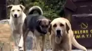 İstanbul'da başıboş köpek saldırıları artıyor: Vatandaş apartmana sığındı