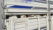 İstanbul'da kaçak kurbanlık taşıyan sürücülere 626 bin 189 lira ceza