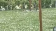 İstanbul'da Kavurucu Sıcakların Ardından Silivri'de Dolu Yağışı Hasar Verdi