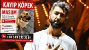 Tan Taşçı'nın köpeği Masum Bodrum'da kayboldu