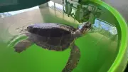 Tatilcilere caretta caretta uyarısı: Elle beslemeyin, poşet atmayın