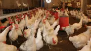 Tavuk eti ve yumurta üretiminde artış sürüyor