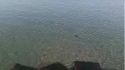 Tekirdağ'da Deniz Anaları Sahili Sardı, Zehirli Tür Uyarısı