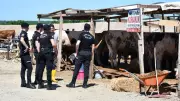 Tekirdağ'da Kurban Kavgası: 5 Yaralı, 5 Gözaltı