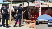 Tekirdağ'da Kurban Pazarı Savaş Alanına Döndü: Yer Anlaşmazlığı Kanlı Bitti