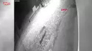 Tokat'ta köye inen kurt güvenlik kamerasında
