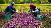 Türkiye'nin ilk yerli salep çeşitleri 'Bal Yumru' ve 'Bol Yumru' tescil edildi