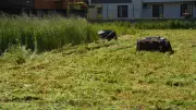 Tuzla'da çim biçme robotları hizmete girdi