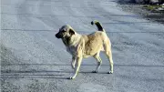 Van'da Sahipsiz Köpek Saldırısı: 11 Yaşındaki Çocuk Yaralandı