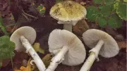 Yılın O Zamanı Geldi: Ölüm Meleği Mantarına Dikkat!