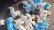 İzmir Buca'da 33 kedi ölü bulundu: Kan donduran görüntüye soruşturma