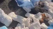 İzmir'de 33 Kedi Katliamında Veteriner Adliyede