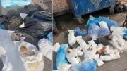 İzmir'de 33 Kedinin Ölü Bulunmasıyla İlgili Veteriner Serbest