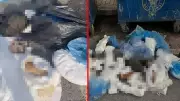 İzmir'de 33 Kediyi Öldüren Veteriner Tutuklandı