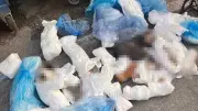 İzmir'de 33 ölü kedi skandalında gözaltı kararı