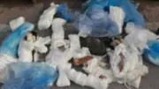 İzmir'de çöp poşetlerinde 33 ölü kedi bulundu: Soruşturma başlatıldı