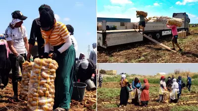 Adana'da patates fiyatı tarlada 30 TL'den 20 TL'ye düştü, üretici memnun
