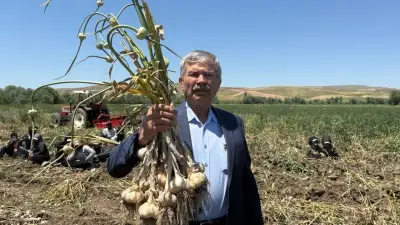 Ankara Haymana'da ilk kez sarımsak hasadı: 350 ton rekolte bekleniyor