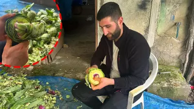 Ayda 240 Bin TL Kazanan Enginar Soyma Ustalarının Sırrı