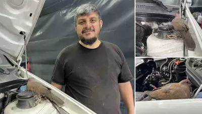 Bağcılar'da oto galeride kumru yuvası: Araç tamiri ertelendi