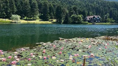 Bolu'da bu çiçeği koparmanın cezası bir araba parası: Bakmak serbest, dokunmak yasak