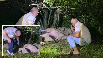 Bursa'da Yıldırım Düşen Ağacın Altındaki 6 Koyun Telef Oldu